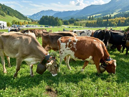 Klettern im Tannheimer Tal Klettern im Tannheimer Tal